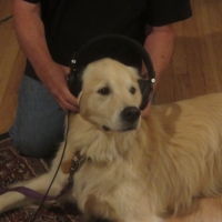 Kiwi Working on Ruff Mixes