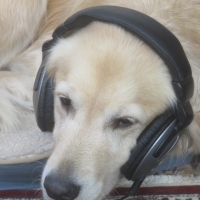 Kiwi Working on Ruff Mixes4